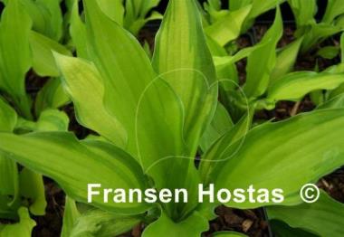 Hosta Lewis and Clark