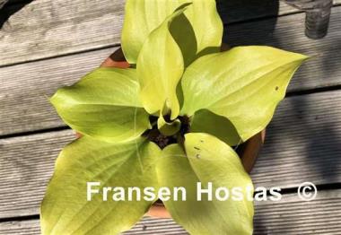 Hosta Li'l Smooch