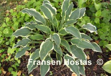 Hosta Libby