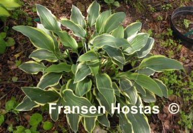 Hosta Libby