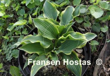 Hosta Libby