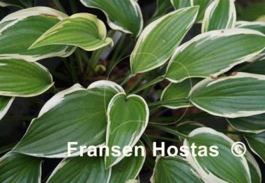 Hosta Libby