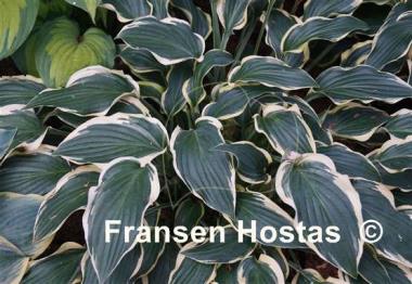 Hosta Libby