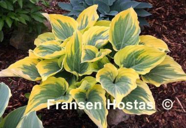 Hosta Liberty