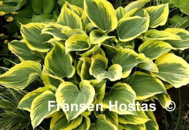 Hosta Liberty