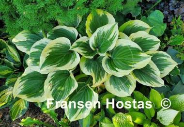 Hosta Liberty