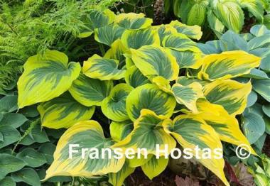 Hosta Liberty