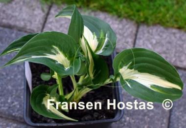 Hosta Light Hearted