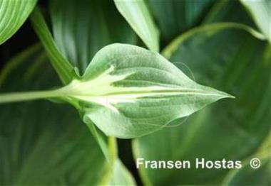 Hosta Light Hearted