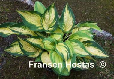 Hosta Light of Day