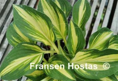 Hosta Light of Day