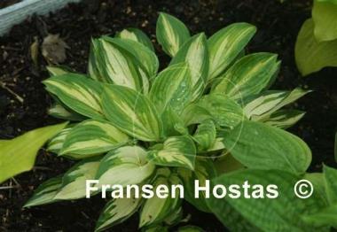 Hosta Light of Day