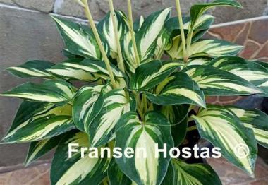 Hosta Light of Day