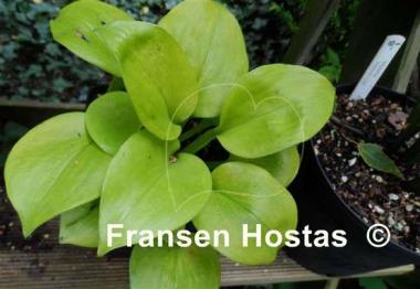 Hosta Light of Zetar