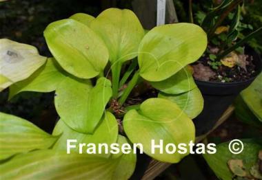 Hosta Light of Zetar