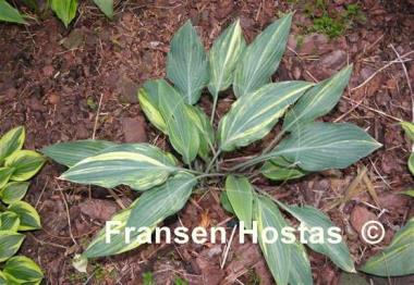 Hosta Lightning Flash