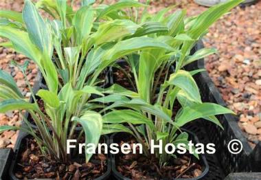 Hosta Lightning Flash
