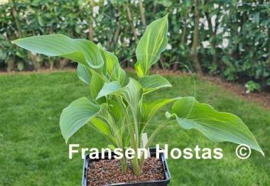 Hosta Lightning Flash