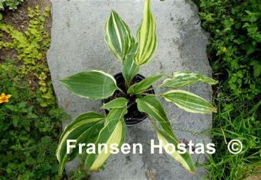 Hosta Lightning Flash