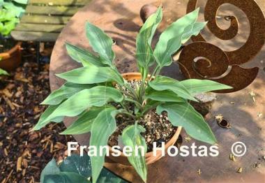 Hosta Lightning Flash