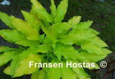 Hosta Lights Up