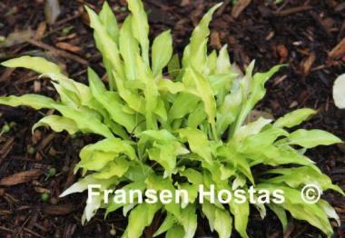 Hosta Lights Up