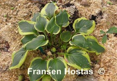 Hosta Li'l Abner