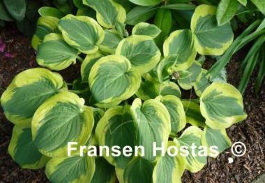 Hosta Li'l Abner