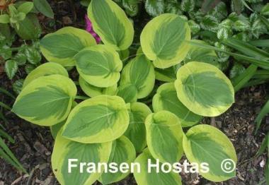 Hosta Li'l Abner