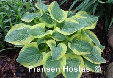 Hosta Li'l Abner