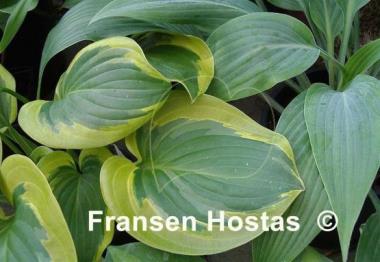 Hosta Li'l Abner
