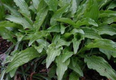 Hosta Liliput