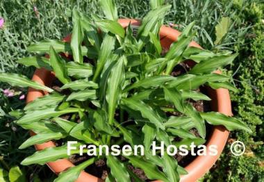 Hosta Liliput