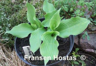 Hosta Lily Blue Eyes