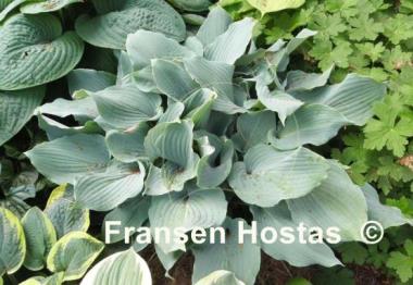 Hosta Lily Blue Eyes