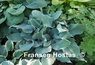 Hosta Lily Blue Eyes