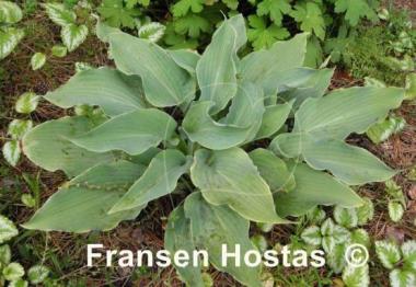 Hosta Lily Blue Eyes
