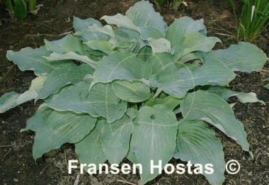 Hosta Lily Blue Eyes