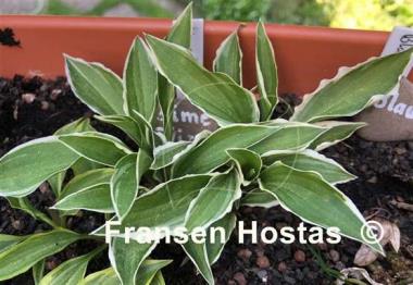 Hosta Lime Fizz