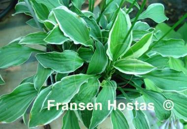 Hosta Lime Fizz