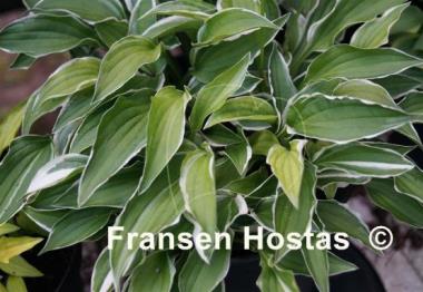 Hosta Lime Fizz