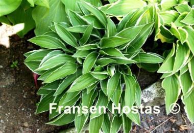 Hosta Lime Fizz