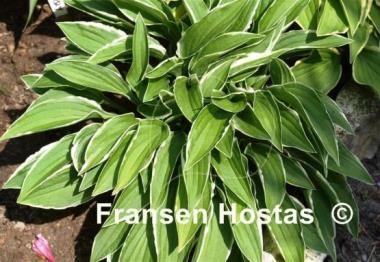 Hosta Lime Fizz