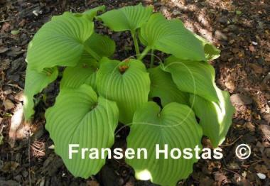 Hosta Lime Piecrust