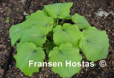 Hosta Lime Piecrust