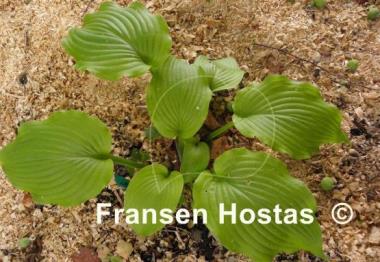 Hosta Lime Piecrust