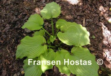 Hosta Lime Piecrust
