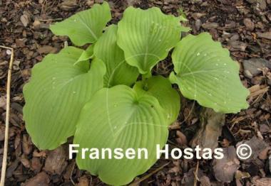Hosta Lime Piecrust