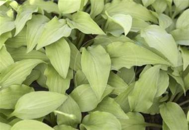 Hosta Lime Shag
