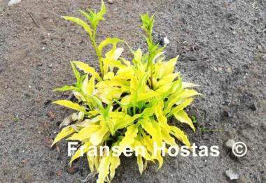Hosta Lime Shag